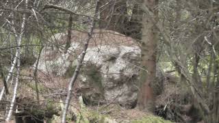 Creepy boulder in the woods with a face Auldearn outskirts [upl. by Nojid870]