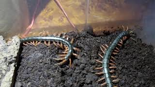 Scolopendra mutilans  Communal Centipedes 1080p 60FPS [upl. by Yrrol]