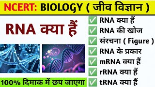 RNA क्या हैं  RNA की संरचना  Full Form of RNA  Function of RNA  Ribose nucleic acid  Biology [upl. by Tice]