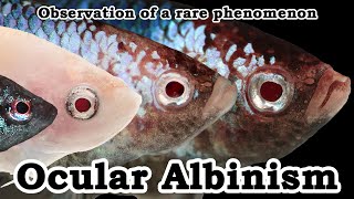 Ocular Albino Betta  Observation of a rare phenomenon [upl. by Eissirc]