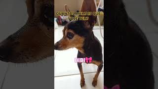 pinscher fernandagualberto youtubecreatorawards [upl. by Anahpos374]