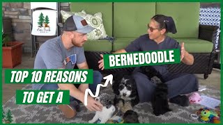 Top 10 Reasons to Get a Bernedoodle [upl. by Nimesh]