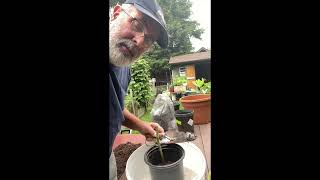 Rooting Green Fig Cuttings [upl. by Alfie]