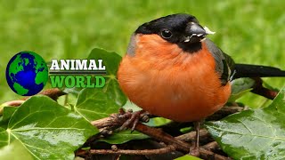 The eurasian bullfinchThe common bullfinch [upl. by Merralee]