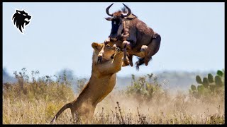 Unbelievable Moments When Injured Lion Fights Prey Caught On Camera  Animal Fighting [upl. by Nylekcaj304]