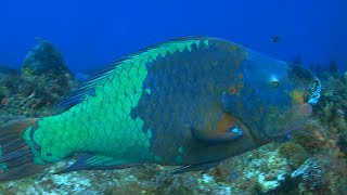 quotBoldquot Parrotfish Help Keep Coral Reefs Colorful  OneMinute Dive With Pew [upl. by Candyce871]