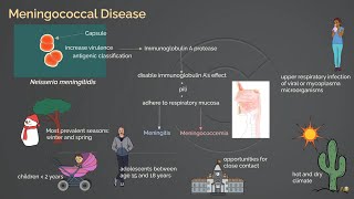 Meningococcal Infection [upl. by Ahsinnod]