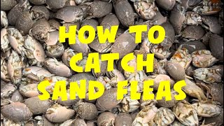 How To Catch Sand Fleas For Bait [upl. by Owena]