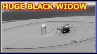 How does a BLACK WIDOW Spider behave when on a turntable [upl. by Auqinihs]