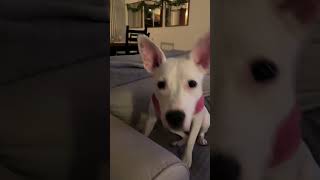 Video of adoptable pet named Pearl [upl. by Ramsey]