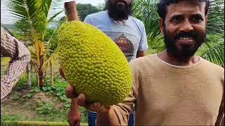 Thai Pink Kathal Jackfruit [upl. by Aduhey]