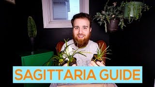 DWARF SAGITTARIA NARROWLEAF SAGITTARIA BROADLEAF SAGITTARIA  CARPETING AQUARIUM PLANT CARE GUIDE [upl. by Catlaina]