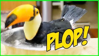 Bathing Toucan is Next Level ASMR SERIOUSLY RELAXING [upl. by Feerahs828]