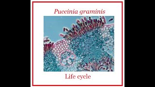 Puccinia Life Cycle [upl. by Glynis]