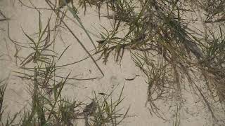 Crepitation of male grasshopper during flight [upl. by Adiari]