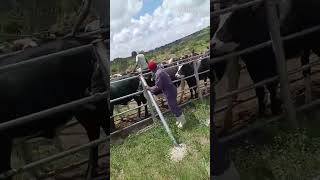 how we do a quick treatment on cattle in Africa 🌍 [upl. by Eneli]