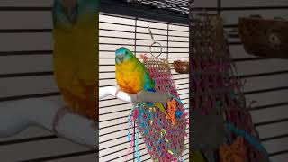 Gorgeous Turquoisine parakeet australianparrots parakeet parrot birds [upl. by Isabelita]