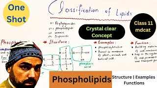 classification of lipids in one shot  phospholipids structure  Examples and functions  urdu hindi [upl. by Sigmund615]