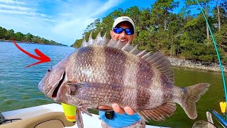 GIANT SHEEPSHEAD CATCH CLEAN amp COOK DELICIOUS [upl. by Tilagram123]