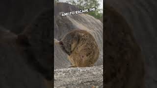 Whimsical Wombat Waddles A Peek into their Burrowing Habits reaction animals shortsvideo facts [upl. by Luanni]