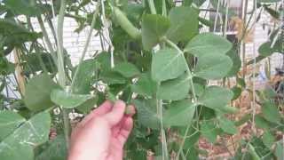 Powdery Mildew Treatment How To Kill Powdery Mildew Fast [upl. by Anyzratak]