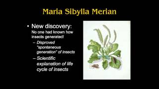 ARTH 2020 Maria Sibylla Merian Science and Art [upl. by Ellehsem]