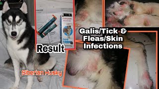 Bravecto Result for my Siberian Husky Skin Infections [upl. by Einnoc335]