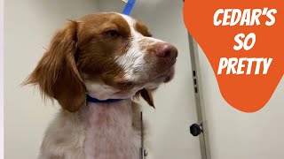 Cedar the Brittany Spaniel Brittany Dog Grooming [upl. by Al]