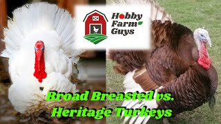 Heritage Breed vs Broad Breasted Turkeys Which Is Right For You [upl. by Annasiul377]