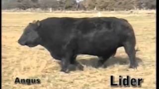 Lider OCC Headliner 661 H Toro Angus Negro [upl. by Lela]