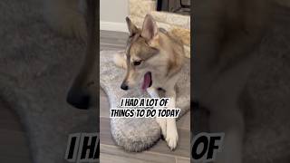 I have a very busy schedule dog funny dogs doglover cute pets funnyvideo bff viral shorts [upl. by Yelnek257]