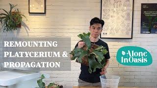 How to Propagate a Platycerium Staghorn Fern  Remounting Freshly depup Staghorn [upl. by Enirehtahc]