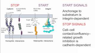 Understanding the In Vitro Culture System and Factors That Affect It [upl. by Socha]