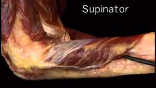 supinator muscle [upl. by Ynahpets]