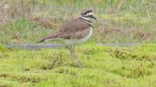 Killdeer in Cemetary audio killdeer [upl. by Joyce]