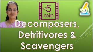 Differentiating Decomposers Detritivores amp Scavengers Ecosystem [upl. by Bianca8]