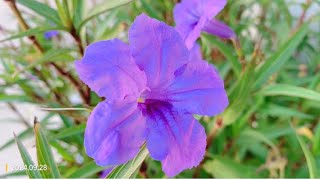 Ruellia simplex 兰花草 [upl. by Notrub]