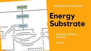 Aerobic Energy System [upl. by Cima]