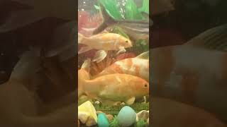 Aquarium fish imported koi imported karp milky white tinfoil Gorami short video 🙏🥰🥰 [upl. by Weasner]