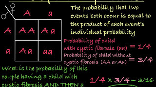 Probabilities and Punnett Squares [upl. by Sofko686]