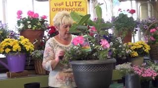 How to plant a Mandevilla vine in a patio planter to enjoy all summer [upl. by Bili]