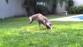 Ladrido de weimaraner [upl. by Anurb]