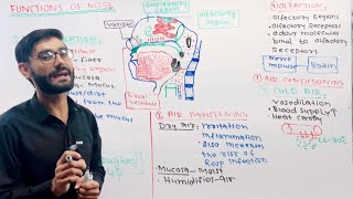 Nasal Physiology Functions of Nose❤️😊 [upl. by Hofmann873]