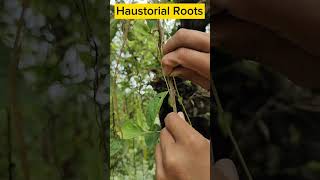 Parasitic Plant  Modes of Nutrition biology class10science ytshorts science [upl. by Lacy]