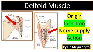 Deltoid Muscle [upl. by Annoval]