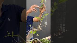 What is a Sacrificial Branch in Bonsai bonsai bonsaitree gardening plants trees tips shorts [upl. by Imhskal]