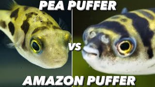 Amazon Puffer Vs Pea Puffer  What Small Freshwater Pufferfish Should You Get Dwarf Puffer Care [upl. by Orel]