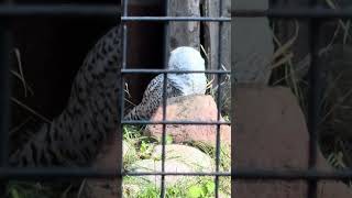 Snowy Owl [upl. by Atinnek774]