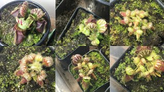 Repotting 20 cephalotus follicularis at once [upl. by Carhart]