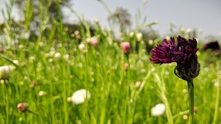 KHIRAI The valley of flowers Located near Kharagpur  Oneday destination from Kolkata  Rajan Banik [upl. by Nelleoj]